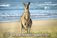 Eastern Grey Kangaroos Photo - Gary Bell