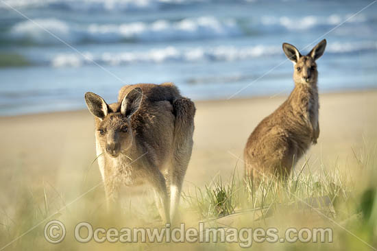 Eastern Grey Kangaroos photo