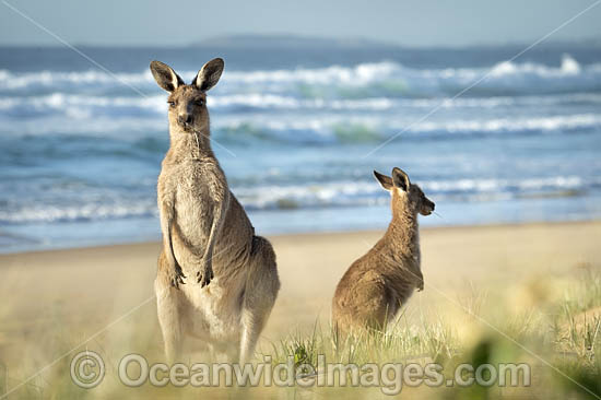 Eastern Grey Kangaroos photo