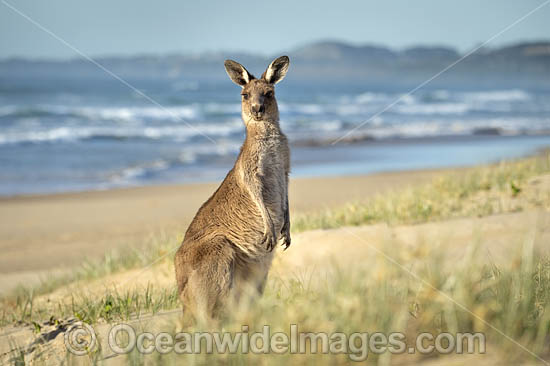 Eastern Grey Kangaroos photo