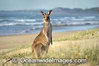 Eastern Grey Kangaroos Photo - Gary Bell