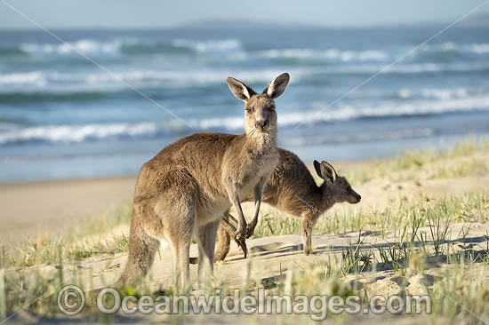 Eastern Grey Kangaroos on beach photo