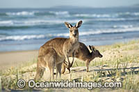 Eastern Grey Kangaroos on beach Photo - Gary Bell