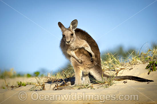 Eastern Grey Kangaroos on beach photo