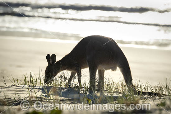 Eastern Grey Kangaroos on beach photo