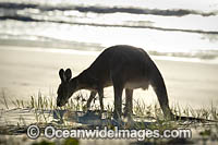 Eastern Grey Kangaroos on beach Photo - Gary Bell