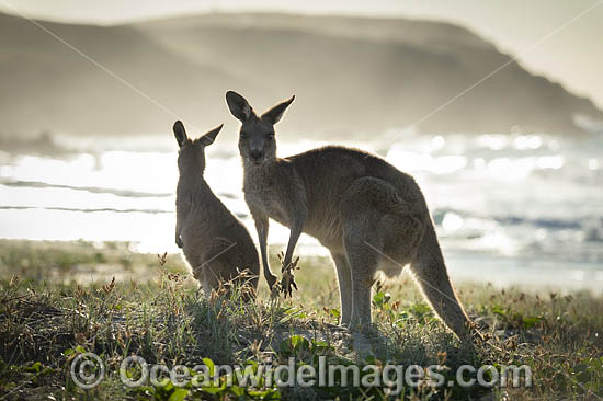 Eastern Grey Kangaroos on beach photo