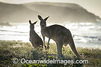 Eastern Grey Kangaroos on beach Photo - Gary Bell
