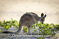 Eastern Grey Kangaroos on beach Photo - Gary Bell