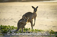 Eastern Grey Kangaroos on beach Photo - Gary Bell