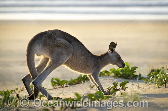 Eastern Grey Kangaroo photo