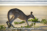 Eastern Grey Kangaroo Photo - Gary Bell