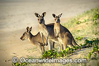 Eastern Grey Kangaroos Photo - Gary Bell