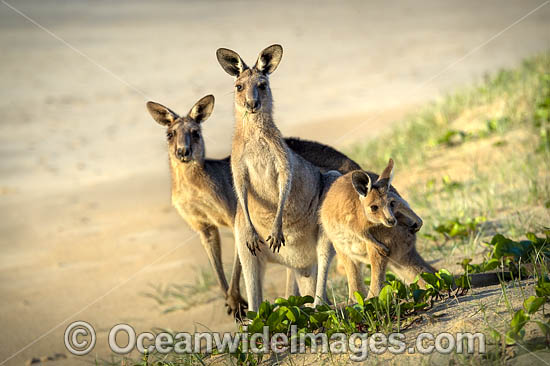 Eastern Grey Kangaroos photo