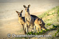 Eastern Grey Kangaroos Photo - Gary Bell