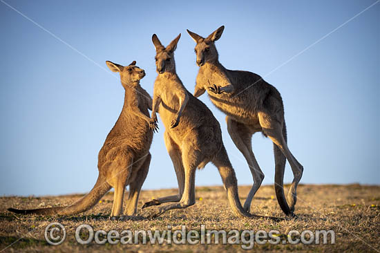 Eastern Grey Kangaroos photo