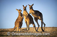 Eastern Grey Kangaroos Photo - Gary Bell