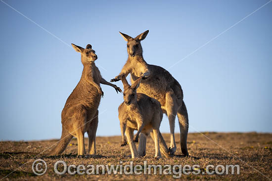 Eastern Grey Kangaroo photo