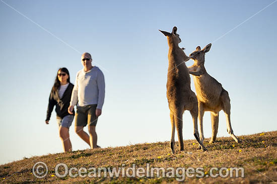 Eastern Grey Kangaroos boxing photo