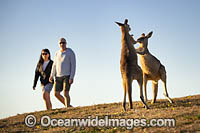 Eastern Grey Kangaroos boxing Photo - Gary Bell