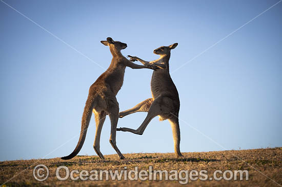 Eastern Grey Kangaroos boxing photo