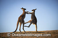 Eastern Grey Kangaroos boxing Photo - Gary Bell