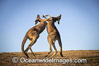 Eastern Grey Kangaroos boxing Photo - Gary Bell