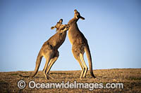 Eastern Grey Kangaroos boxing Photo - Gary Bell