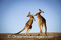 Eastern Grey Kangaroos boxing Photo - Gary Bell