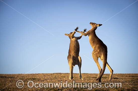 Eastern Grey Kangaroos boxing photo