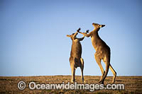 Eastern Grey Kangaroos boxing Photo - Gary Bell