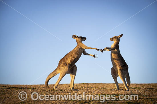 Eastern Grey Kangaroos boxing photo