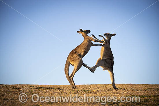 Eastern Grey Kangaroos boxing photo