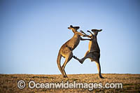 Eastern Grey Kangaroos boxing Photo - Gary Bell