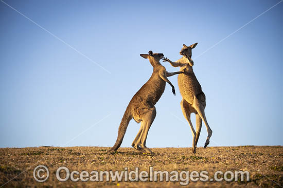Eastern Grey Kangaroos boxing photo
