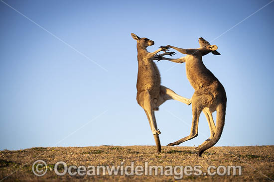 Eastern Grey Kangaroos boxing photo