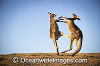 Eastern Grey Kangaroos boxing Photo - Gary Bell