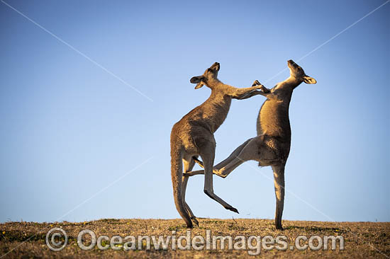 Eastern Grey Kangaroos boxing photo