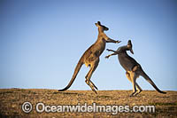 Eastern Grey Kangaroos boxing Photo - Gary Bell