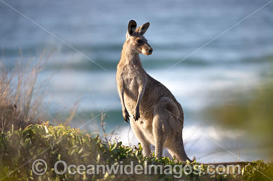 Eastern Grey Kangaroos photo