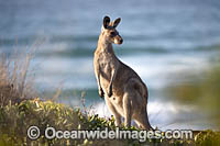 Eastern Grey Kangaroos Photo - Gary Bell