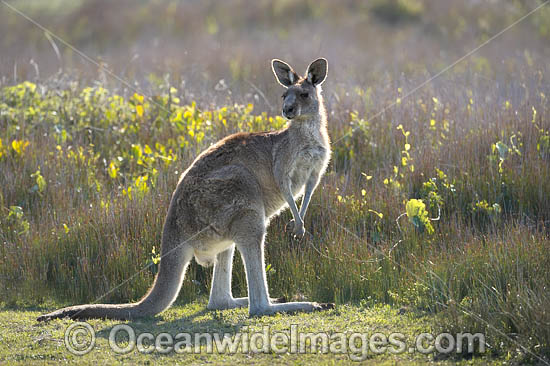 Eastern Grey Kangaroos photo