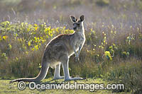 Eastern Grey Kangaroos Photo - Gary Bell
