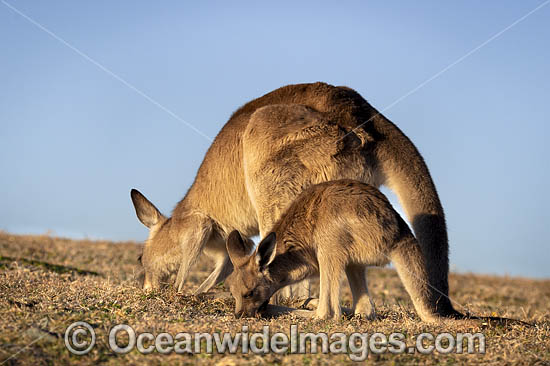 Eastern Grey Kangaroos photo