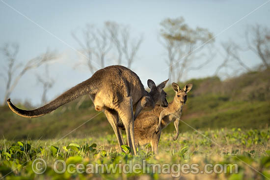 Eastern Grey Kangaroos photo