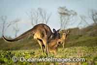 Eastern Grey Kangaroos Photo - Gary Bell