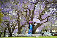 Jacaranda Avenue Grafton Photo - Gary Bell