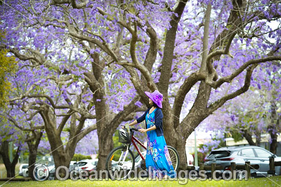 Jacaranda Avenue Grafton photo Jacaranda Avenue Grafton photo