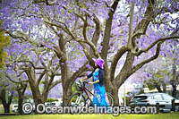 Jacaranda Avenue Grafton Photo - Gary Bell
