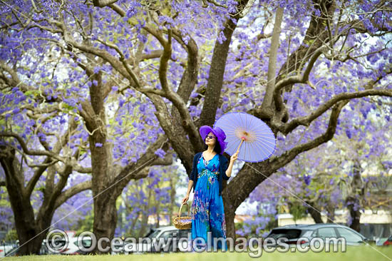 Jacaranda Avenue Grafton photo Jacaranda Avenue Grafton photo